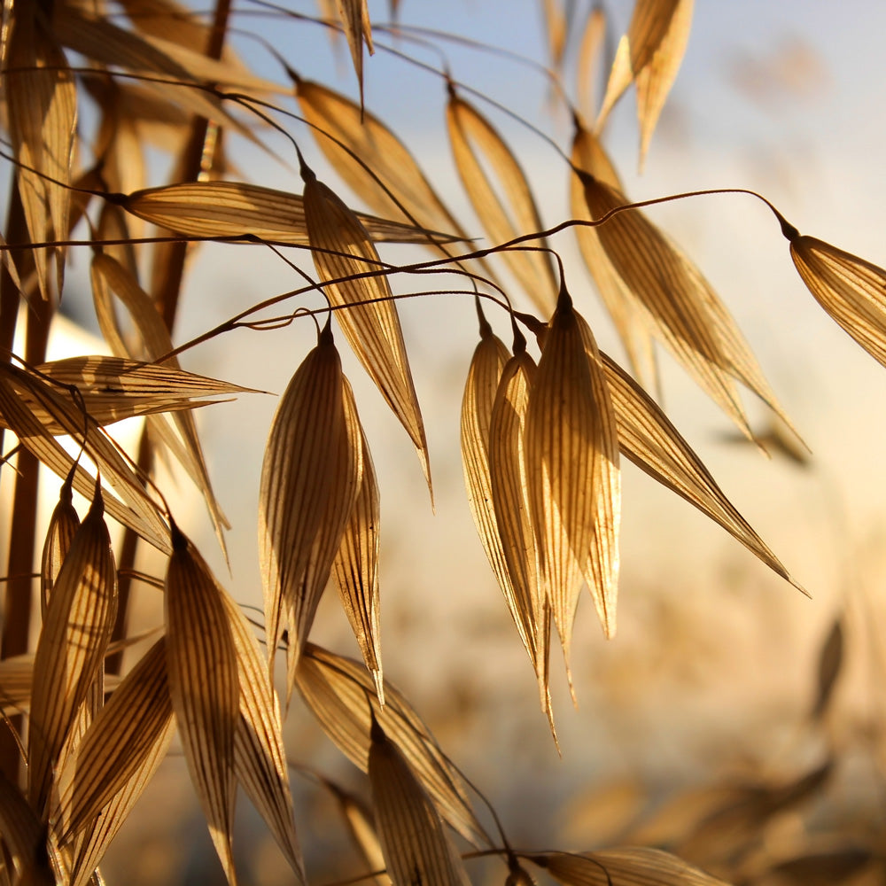 Blodsukker og glykæmisk indeks