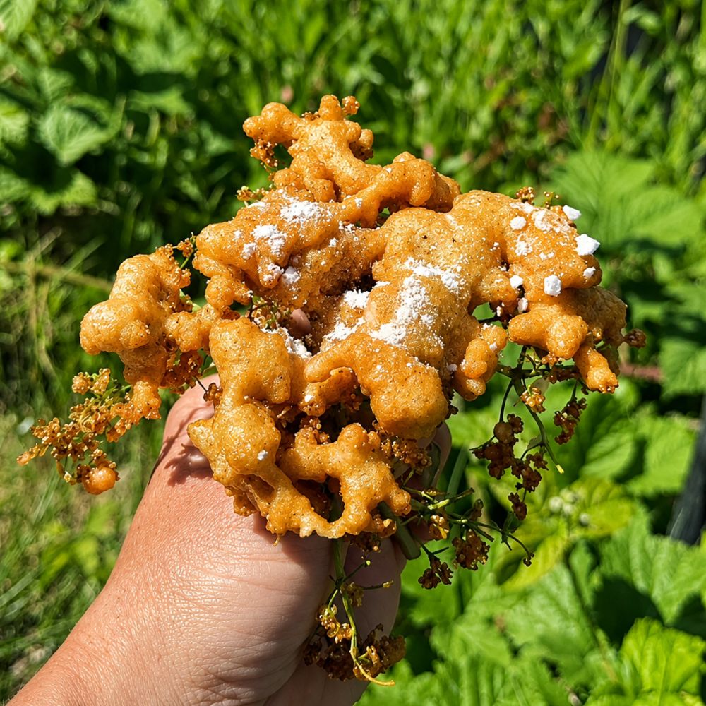 Friteret hyldeblomst i pandekagedej